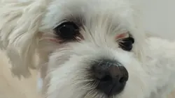 kotypsy