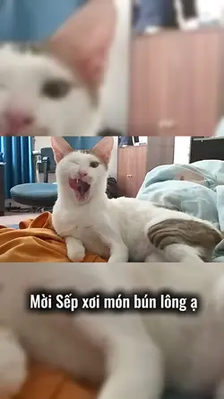 Sếp Ngố ASMR