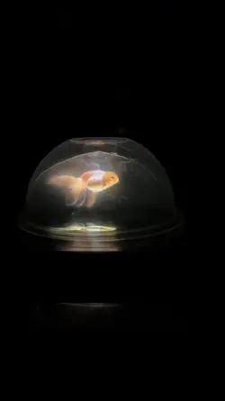 Hologram 3D viral