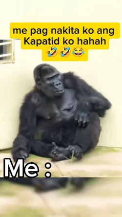 funny gorilla