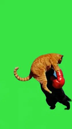 Combat de chat