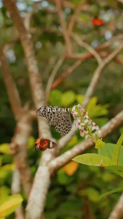 nature 