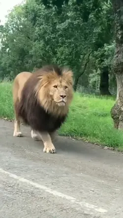 LittleLion