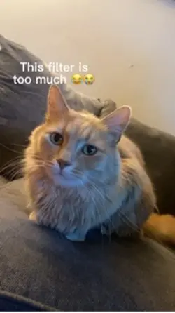 Cat microwave 