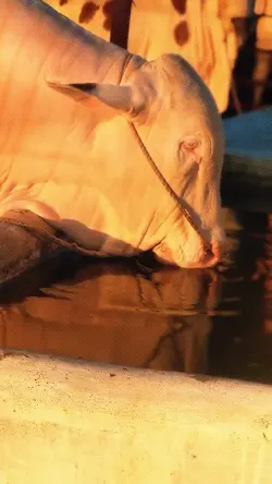 bakra eid slowmo
