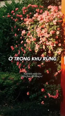 Ở trong khu rừng