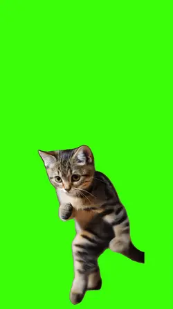 Gato/Cat.