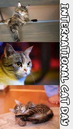 Cat Day