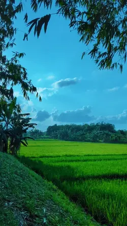 filter hijau alam