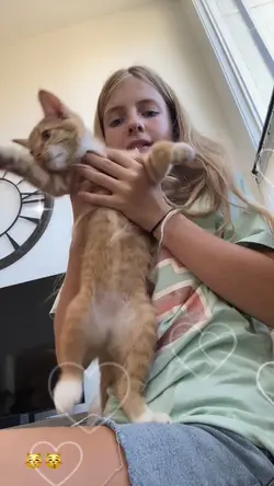 Kitten