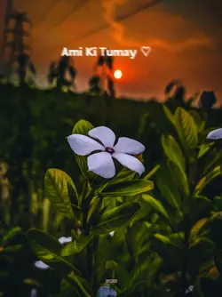 najmul edit