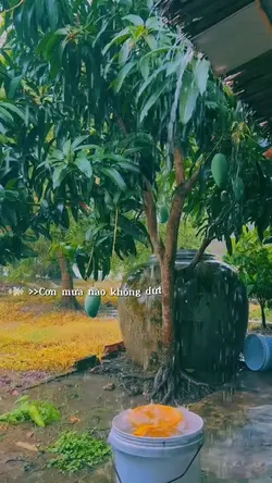 Cơn mưa nào ko dứt