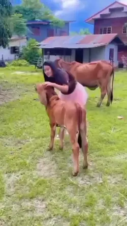 naik sapi 