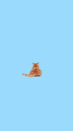 Silly cat