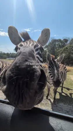 animals