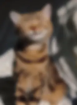 stop motion 