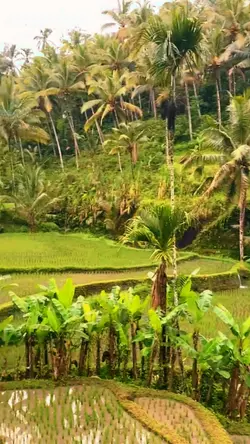 pesawahan indah