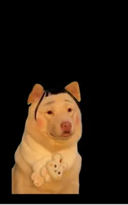 funny doge | 犬