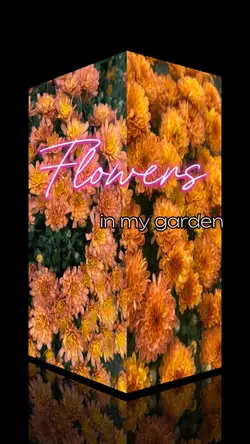 Flowers in my garden