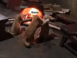 kucing bertengkar