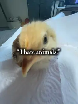 I LOVE ANIMALS!!