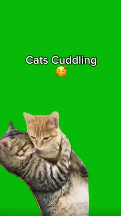 Cats cuddling