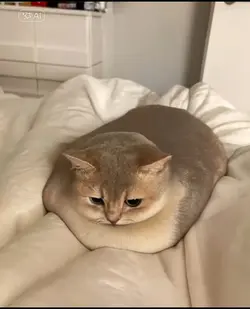 filter melt