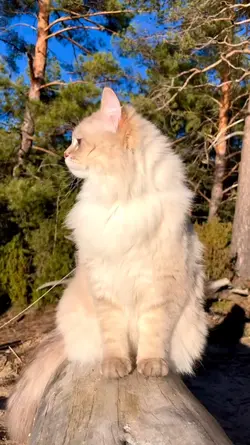 Kucing Lucu 