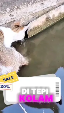 kucing berburu ikan 