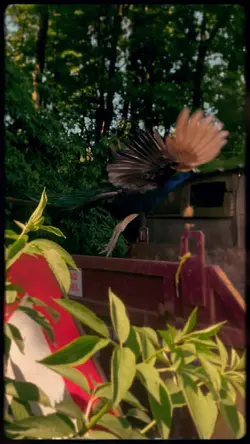 Peacocks 2 🦚✨