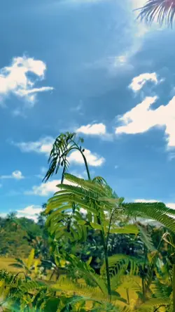 SALEHO X DESPACITO