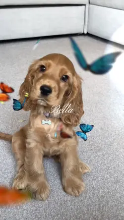 Butterfly 🦋 Dog