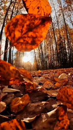 autumn mood