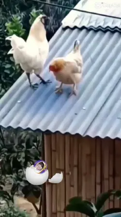 egg drop template