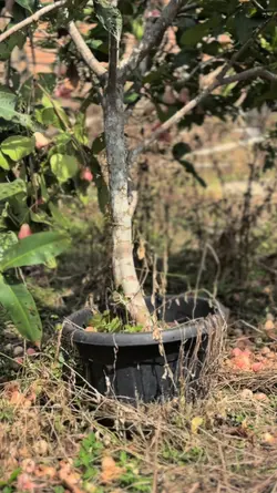 5 KLIP ORANG BARU