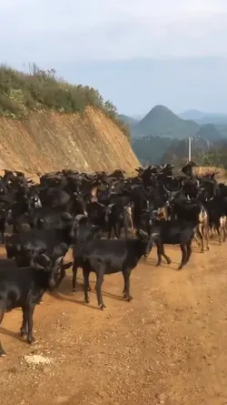 kambing