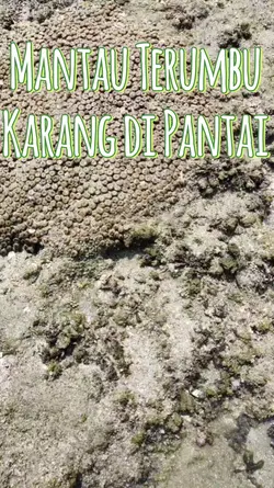 Terumbu Karang