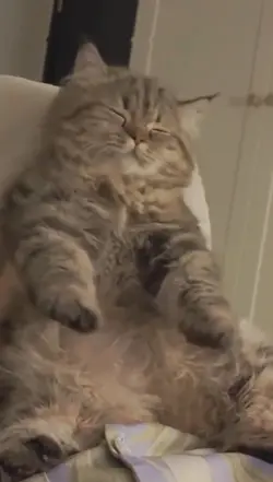 kucing joget trend