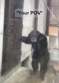 Monkey POV 