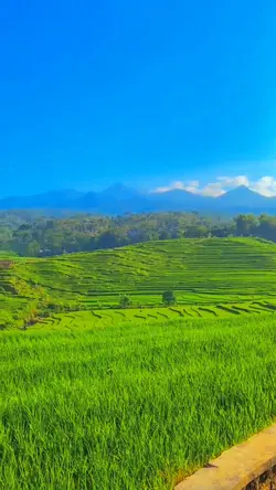 rice field view