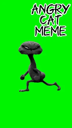 Angry Cat Meme