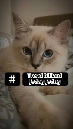 dj Trend Billiard jj