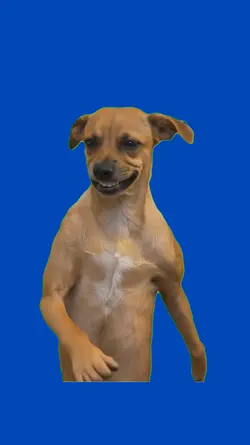 Perro con estilo 