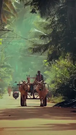 saphal