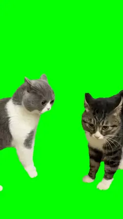 Fighting cats 