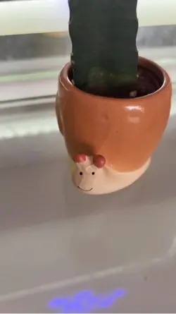 New cactu