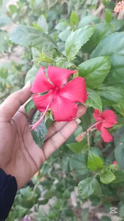  سہارا تھا تمہارا