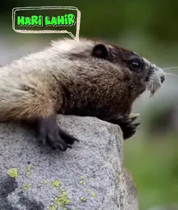 ANGAH HARI LAHIR