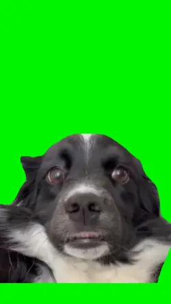Funny dog meme 