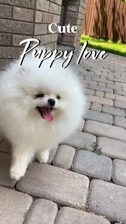 Cute puppy
